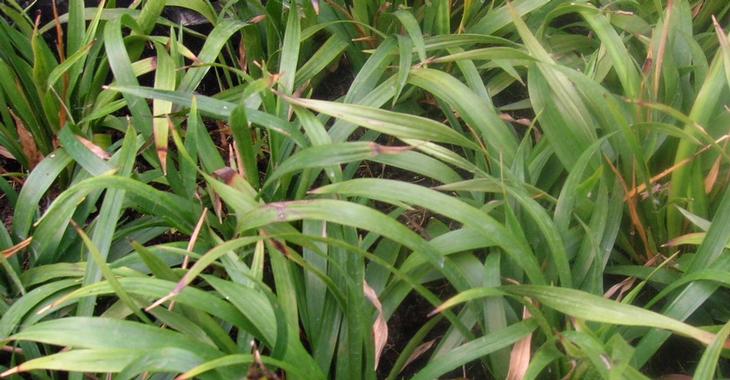 Luzula pilosa 'Igel'